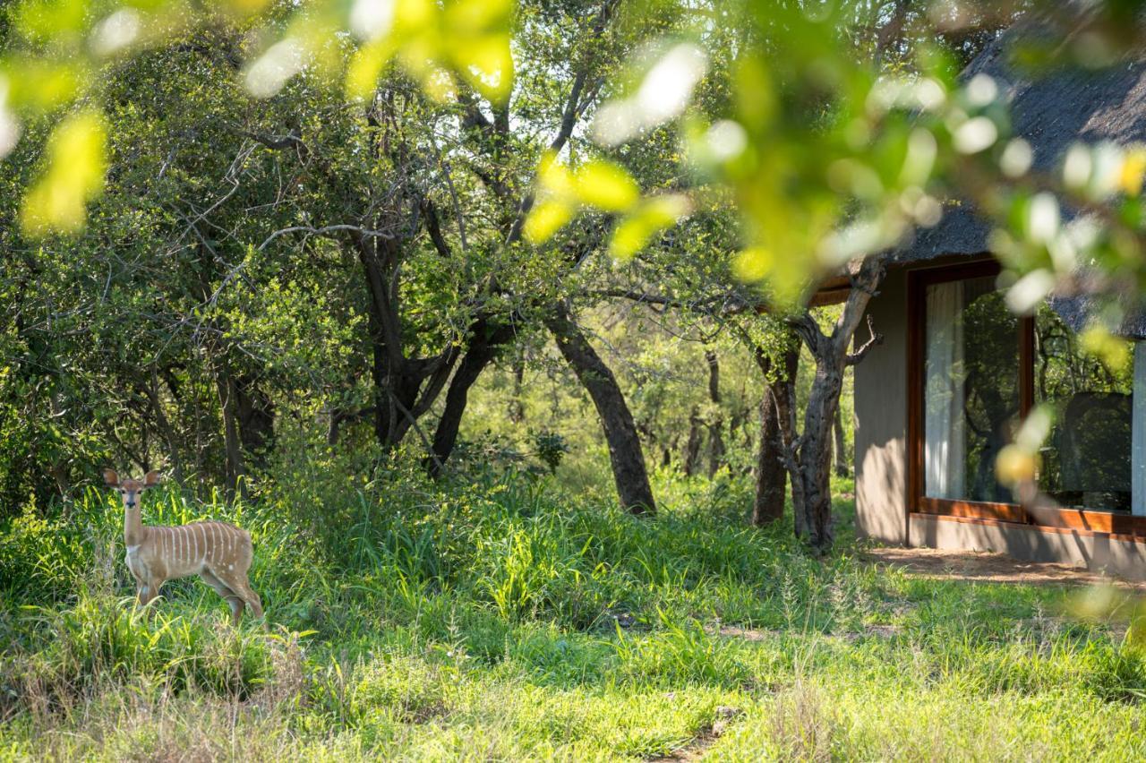 Kambaku River Sands Timbavati Game Reserve Esterno foto