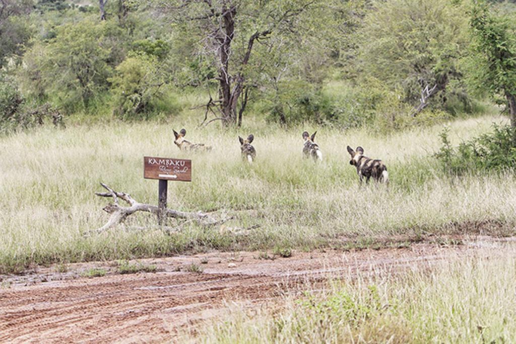 Kambaku River Sands Timbavati Game Reserve Esterno foto